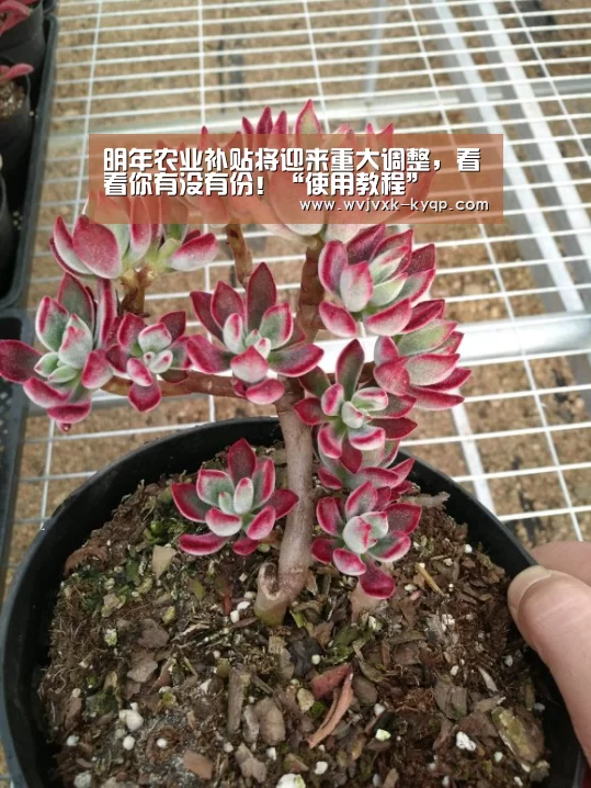 多端支持